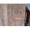 Fossil Sandstone, Fossile Sandstone