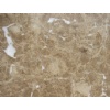Emperador White