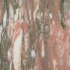 Norwegian Rose