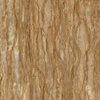 Azarshahr Walnut