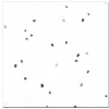 crystallized glass panel -black and white