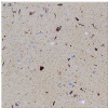 Artifical Marble-NMG50738