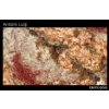 Exotic Gold Granite