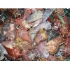 Agate Arrowhead