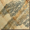 Mint Fossil sandstone