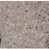 G681 shrimp Red tile,slab