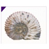 NAUTIL FOSSIL