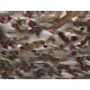 Meteorus granite