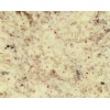 Samba White