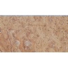 Travertine Scabas