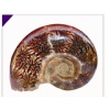 AMMONITE DIFFUSER