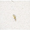 White quartz slab with shell YBS-012