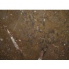 Fossile Brown