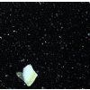 Shelly Black Quartz Stone - YQ002K