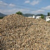 pebble stone - small yellow natural stone