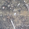 Brown Fossil marble