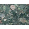 Verde Marinace - Granite