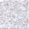 Pearl White granite tiles