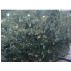 Green Marinace