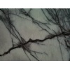 Italy Ice Onyx