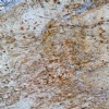 Victoria Gold Granite