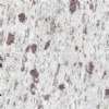 White Galaxy granite tiles