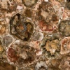 Petrified Wood