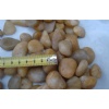 npc pebbles - yellow -1220