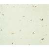 Beige Composite Marble - BF1009