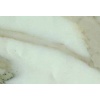 Calacatta Royal