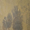 Fossil Sandstone