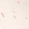 Light Beige Manmade Marble with Shells - BM0898
