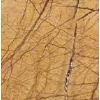 rain forest golden