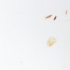 Pearl White Agglomerate Marble with Shells - BM100