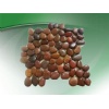 pebble swimming pool tile