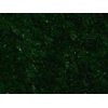 Seaweed Green