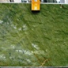 Verde ming 2cm