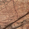 Red Rainforest Marble