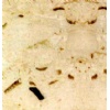 Perlato Sicilia Marble Stone