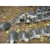 Limestone Sculptures