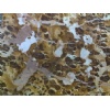 Golden Classic Marble