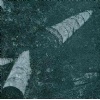 Nero Galassia Fossile Marble