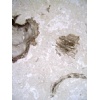 Fossil Beige