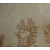 Fossil Mint Sandstone