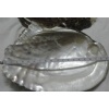 Raw Freshwater Shell