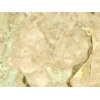 Breccia Oniciata