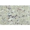 Cream Venetian- Cream Cristalina