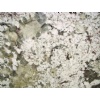 Bianco Antico