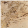 Breccia Aurora marble