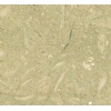 Green Fossil Marble